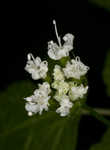 Sweet cicely <BR>Anise-root <BR>longstyle sweetroot